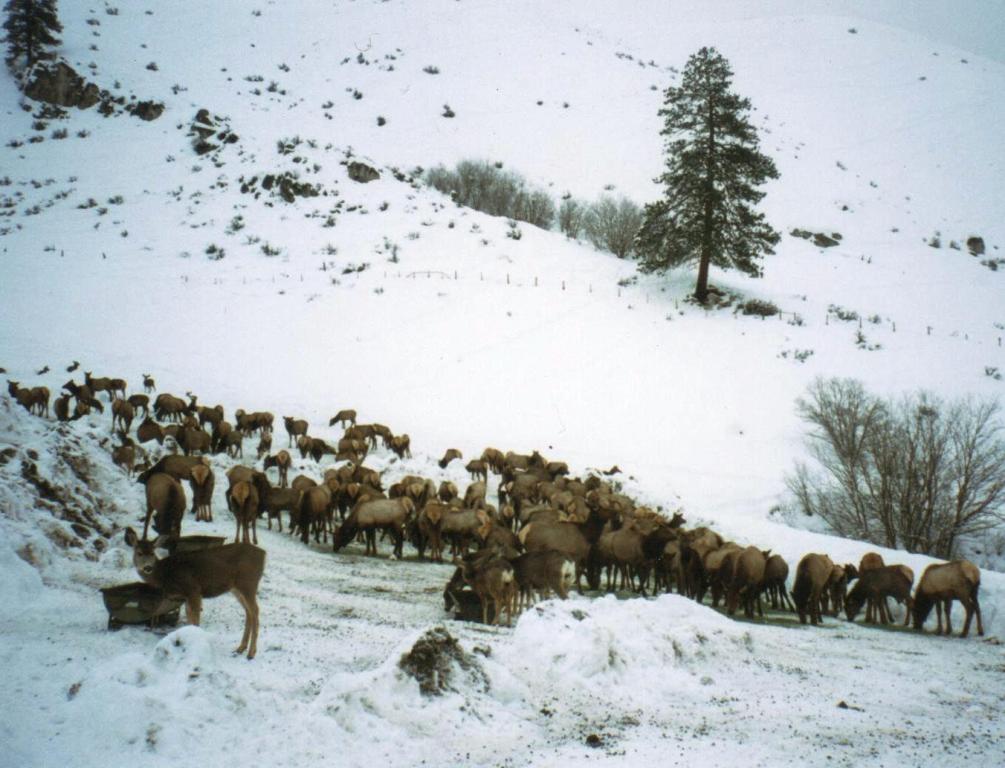 elk5